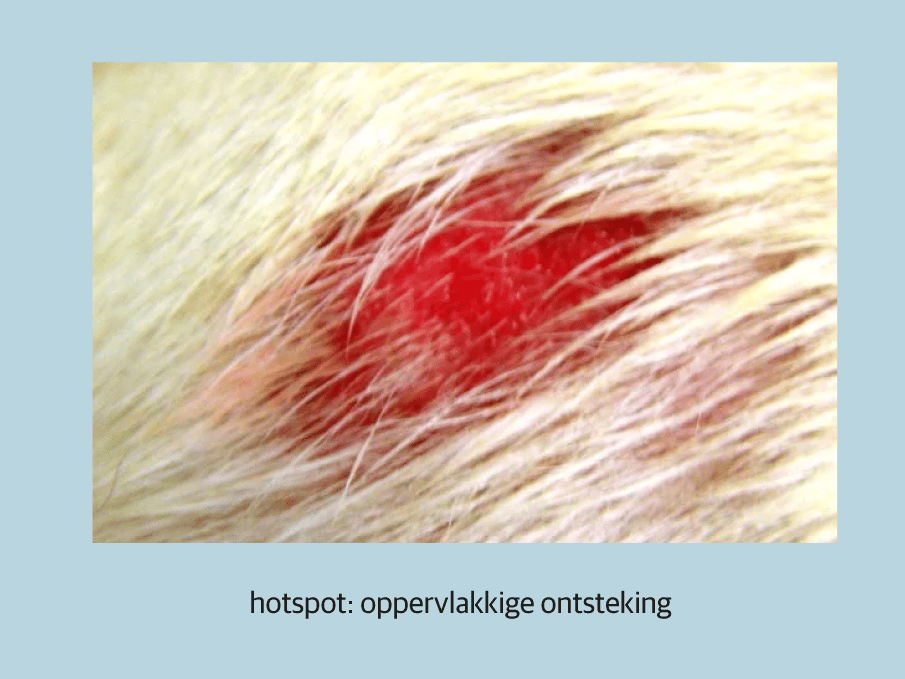 Een close-up van de vacht van een hond.
