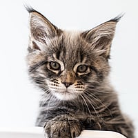 Een kat zittend op een stoel.