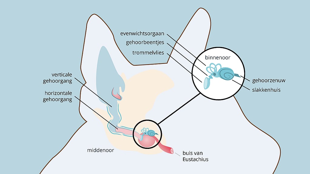 Een diagram van het oor van een hond.