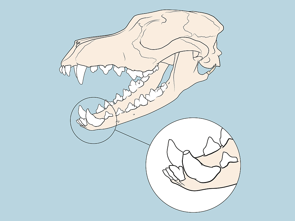 Een schedel van een dinosaurus.