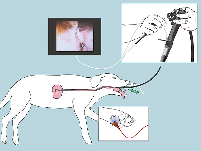 Een hond met een intraveneus systeem.