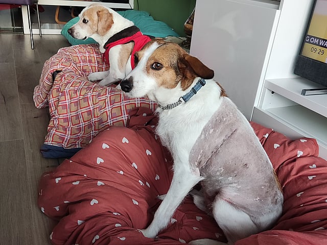 Twee honden die op een hondenbed zitten.