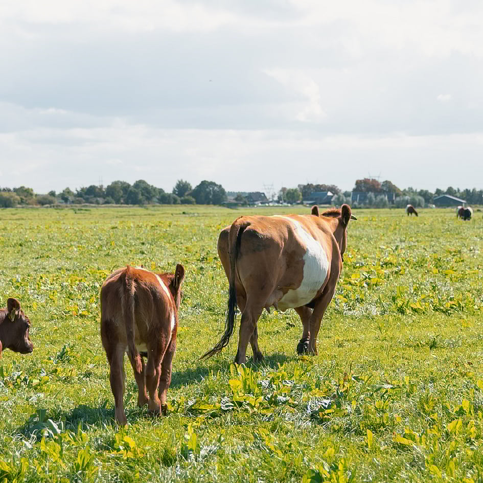 Een groep koeien in een veld.