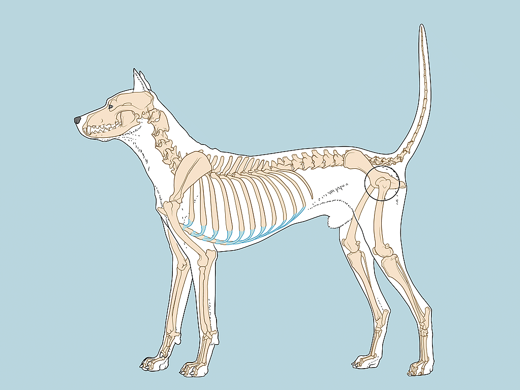 Een hond met botten op zijn zij.