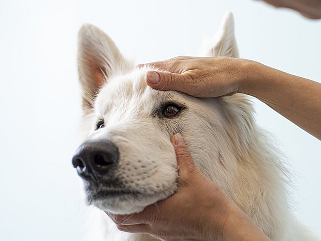 Een persoon die een hond aait.