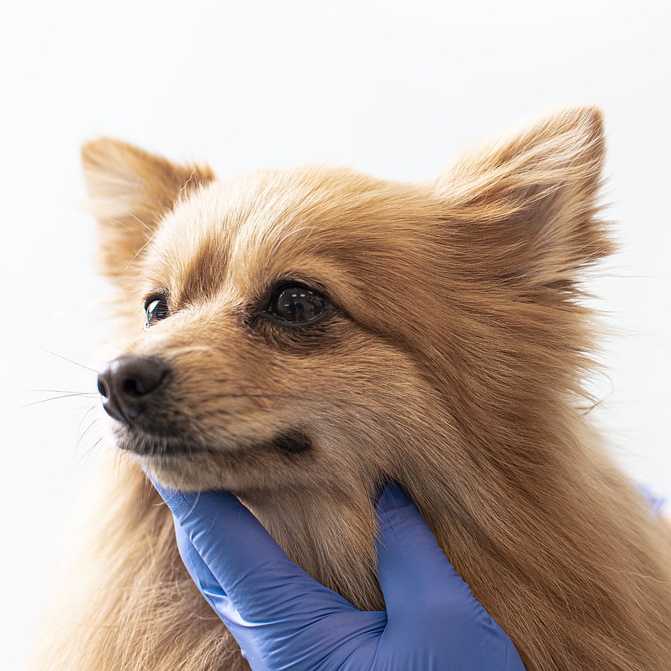 Een persoon die een hond aanraakt.