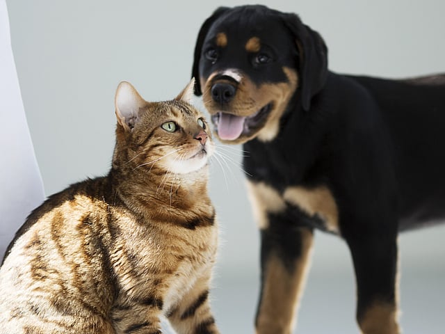 Een kat en een hond die zich naast een persoon bevinden.