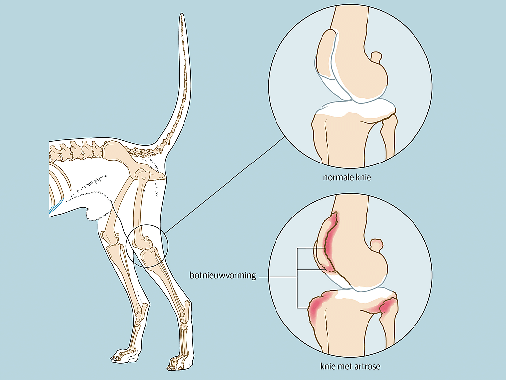 Een diagram van het lichaam van een hond.