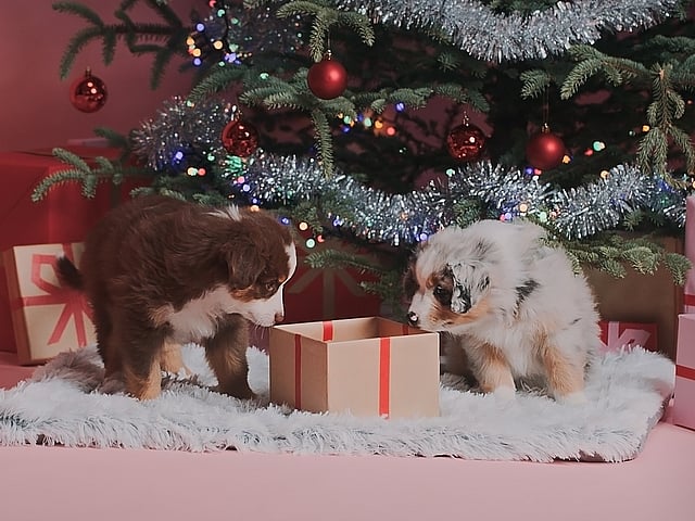 Twee puppy's die een geschenk onder een kerstboom bekijken.