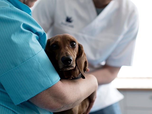 Een persoon die een hond vasthoudt.