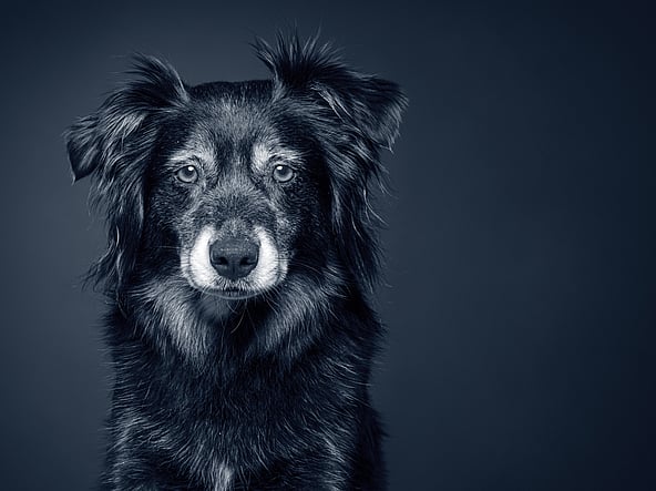 Een zwart-witfoto van een hond.