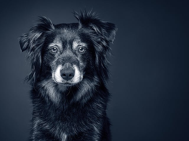 Een zwart-witfoto van een hond.