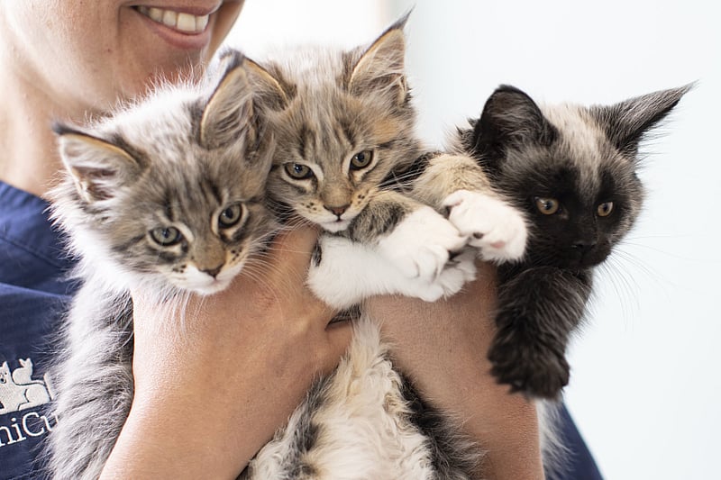 Een persoon die een groep kittens vasthoudt.