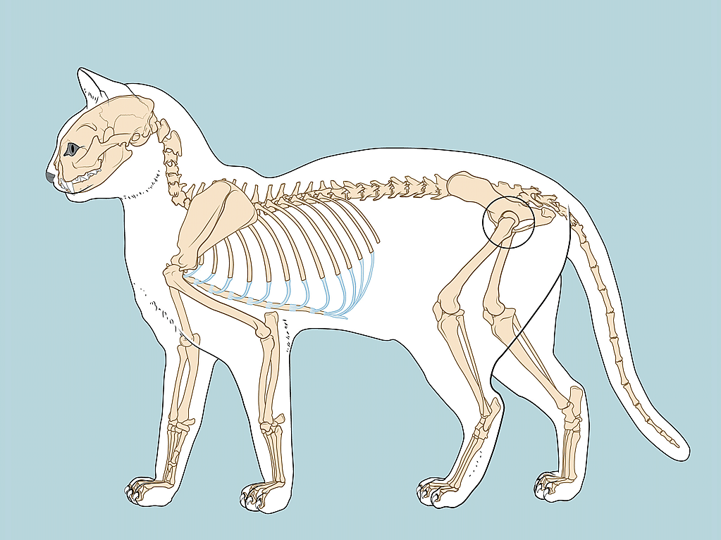 De anatomie van een kat op een blauwe achtergrond.