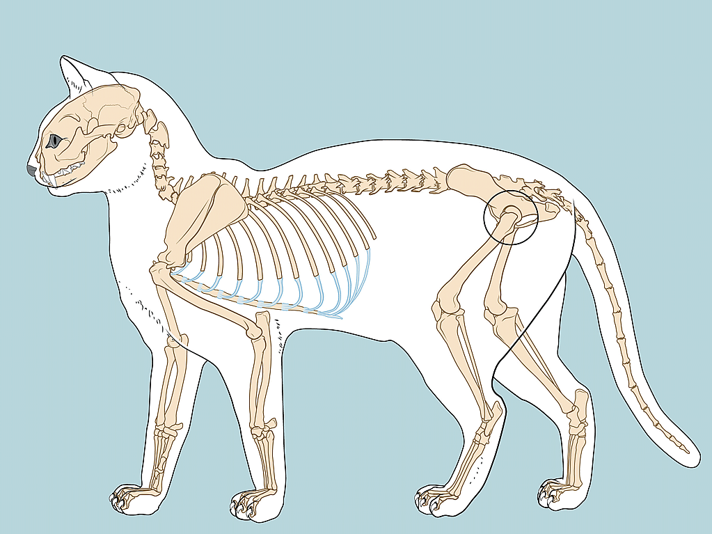 De anatomie van een kat op een blauwe achtergrond.