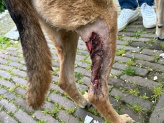 Een hond met een wond aan zijn poot.