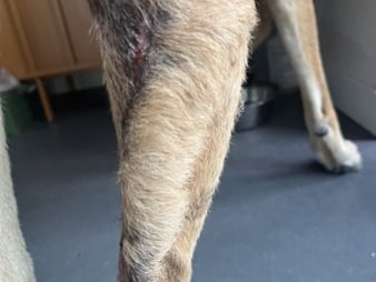Een hondenpoot met een wond.