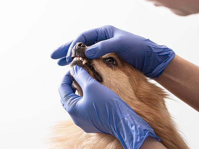 Een persoon met blauwe handschoenen die de bek van een hond vasthoudt.