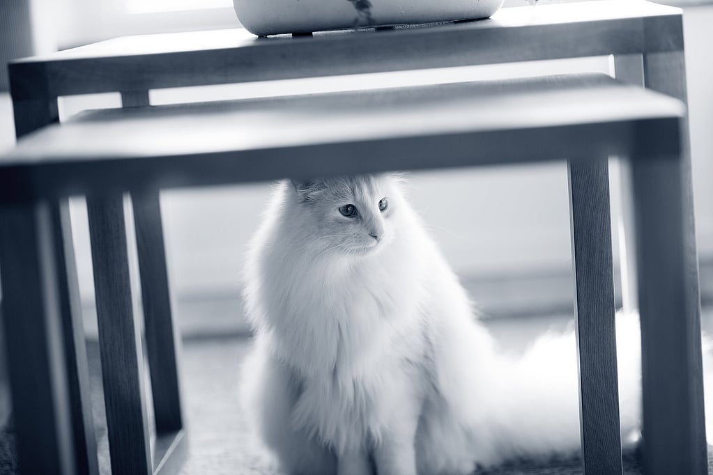 Een kat die onder een tafel zit.