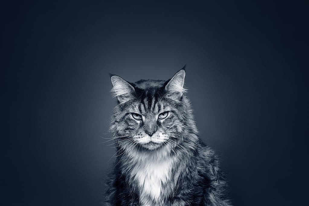 Een kat die de camera bekijkt.