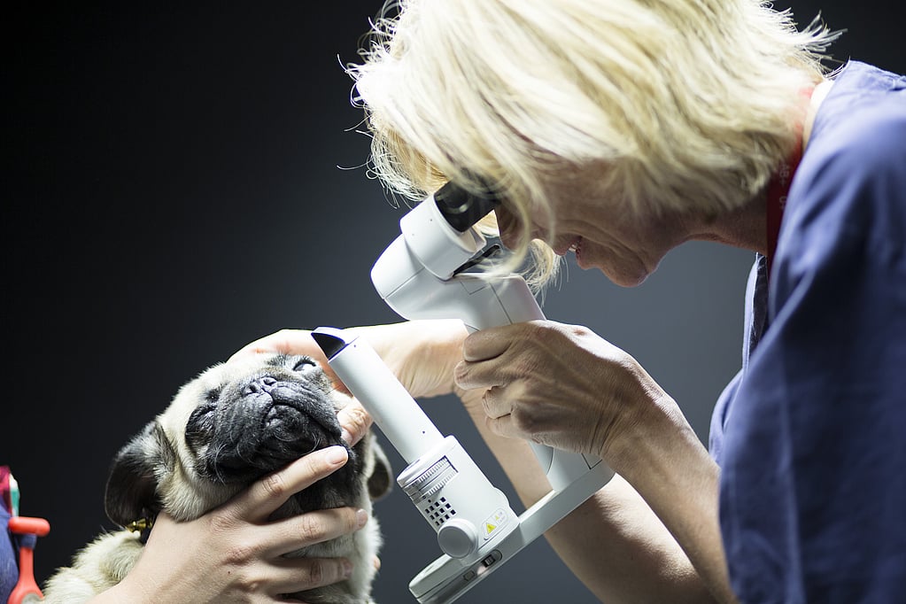 Een persoon die naar de ogen van een hond kijkt.