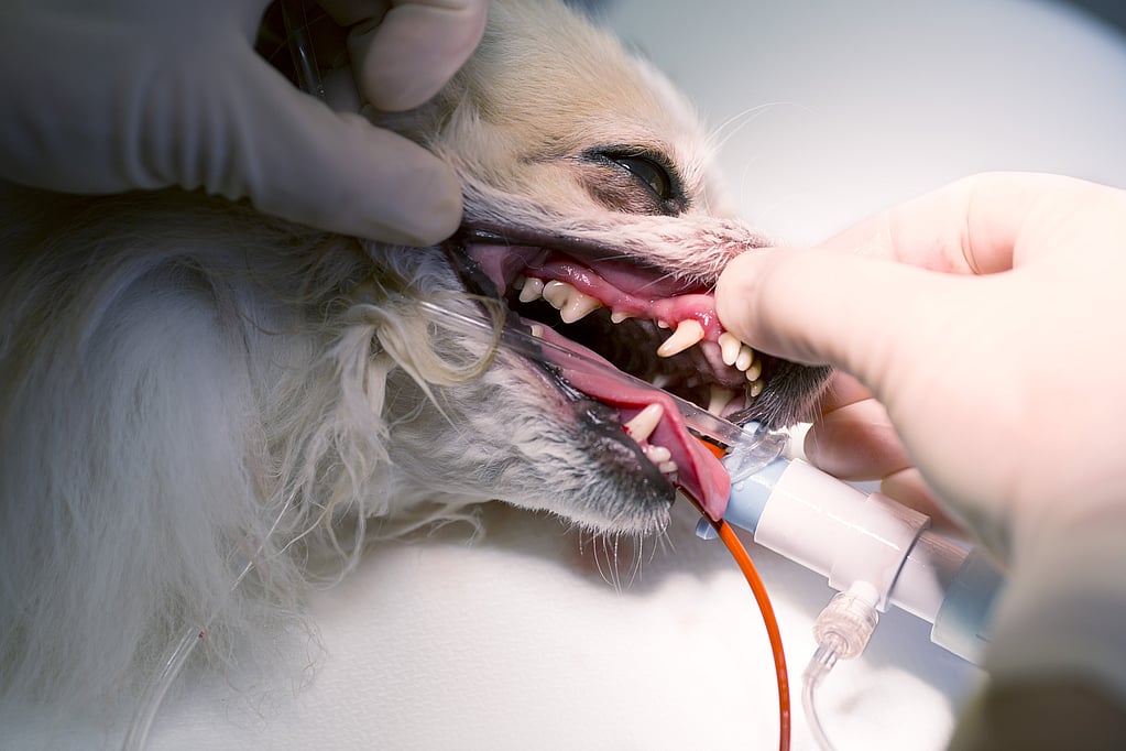 Een hond die door een dierenarts wordt onderzocht.
