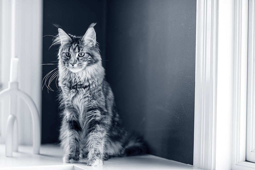 Een kat zittend op een vensterbank.