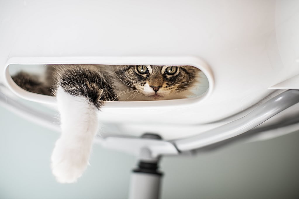 Een kat die uit een wit voorwerp kijkt.