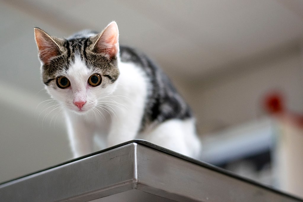 Een kat die zich op een tafel bevindt.