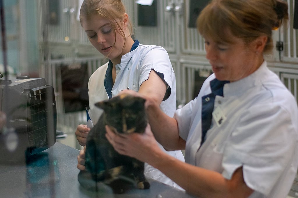 Een persoon die een kat vasthoudt.