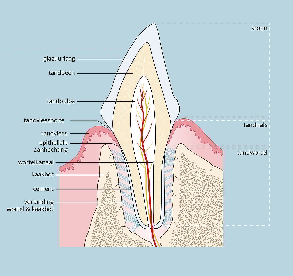 Een diagram van een tand.