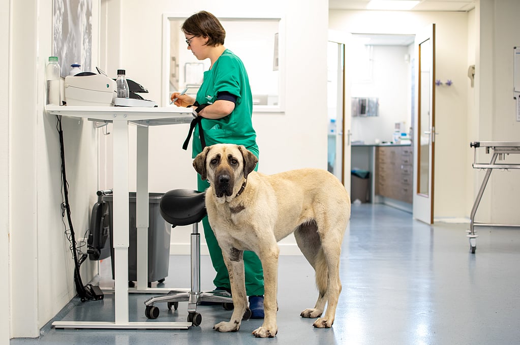 Een hond die naast een persoon in een kamer staat.