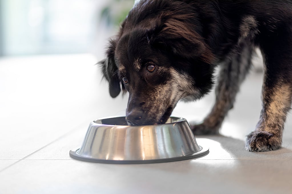 Een hond die uit een kom eet.