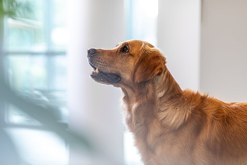 Een hond die opzij kijkt.