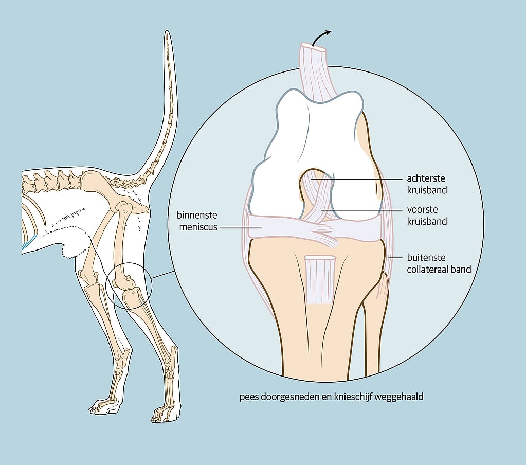 Een diagram van het bot van een hond.