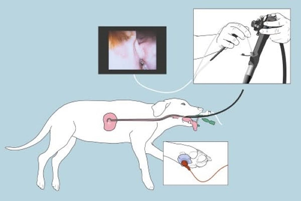 Een hond met een intraveneuze buis.