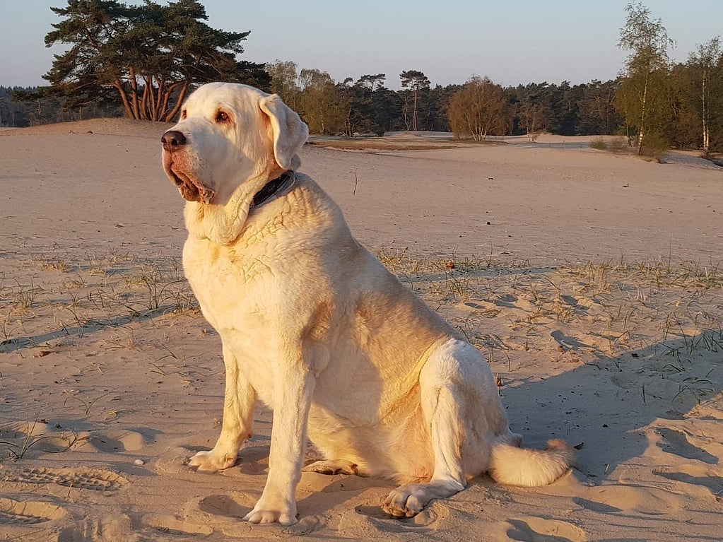 Een hond die in het zand zit.