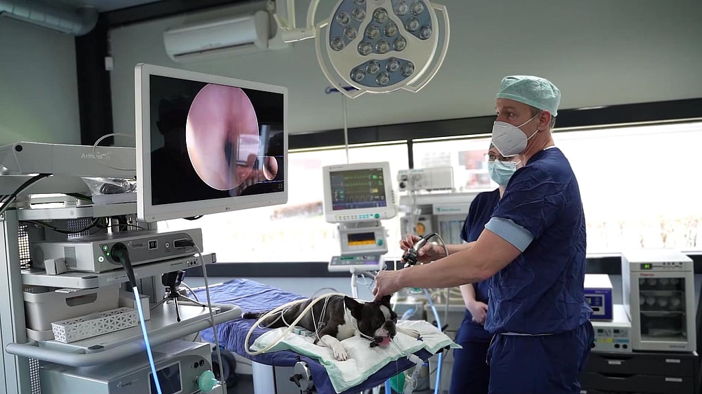 Een persoon in een operatiejas en masker die een voorwerp vasthoudt met een hond.
