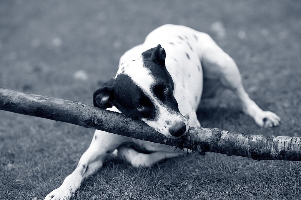 Een hond die op de grond ligt met een stok in zijn bek.