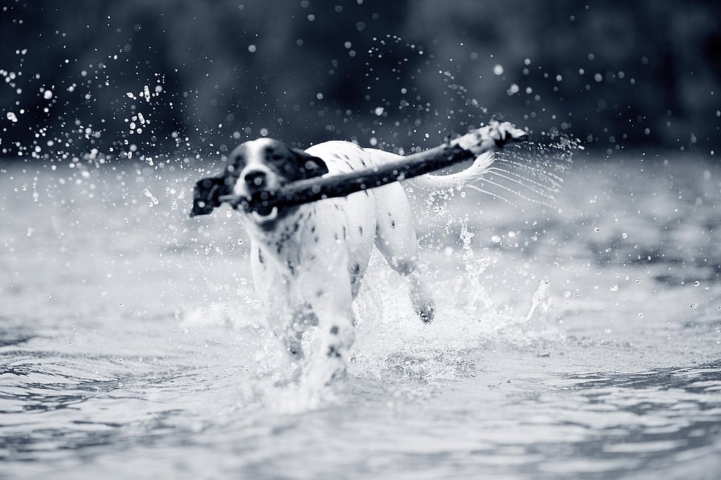 Een hond die in het water loopt met een stok in zijn bek.