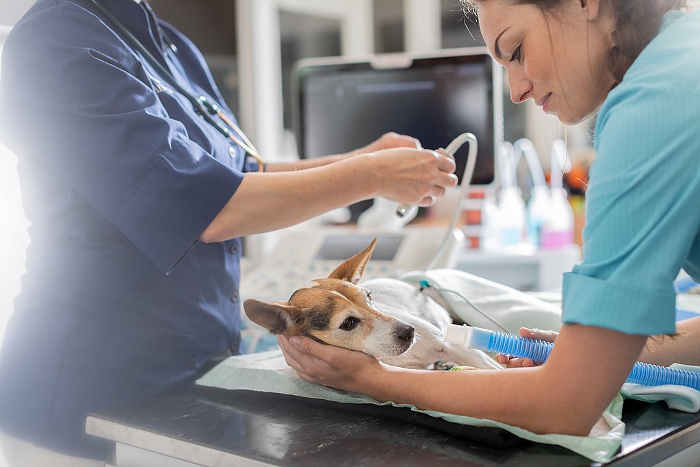 Een persoon die een hond vasthoudt.