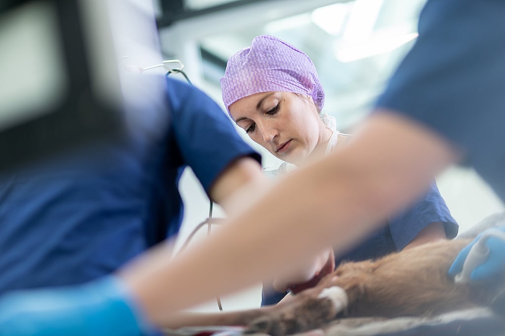 Een persoon in scrubs en een paarse pet op een hond.