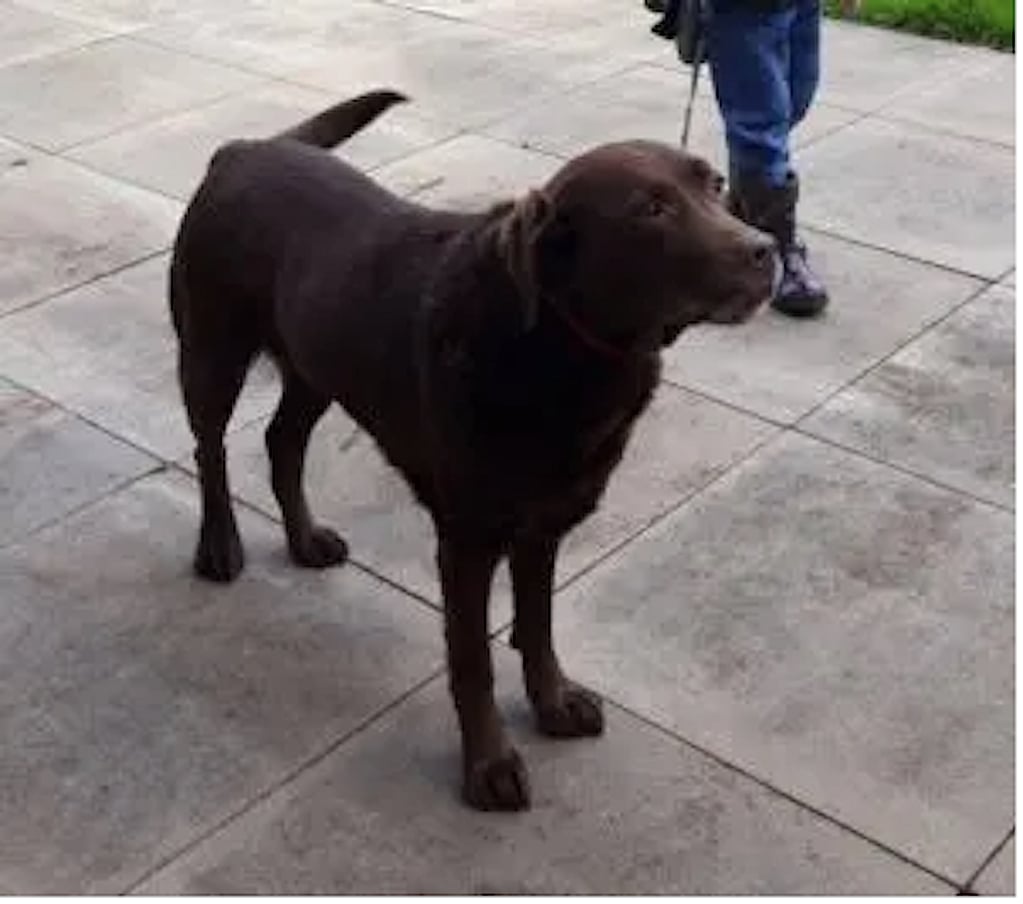 Een hond die zich op een stoep bevindt.