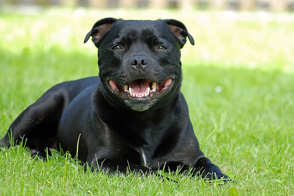 Een zwarte hond die in gras ligt.