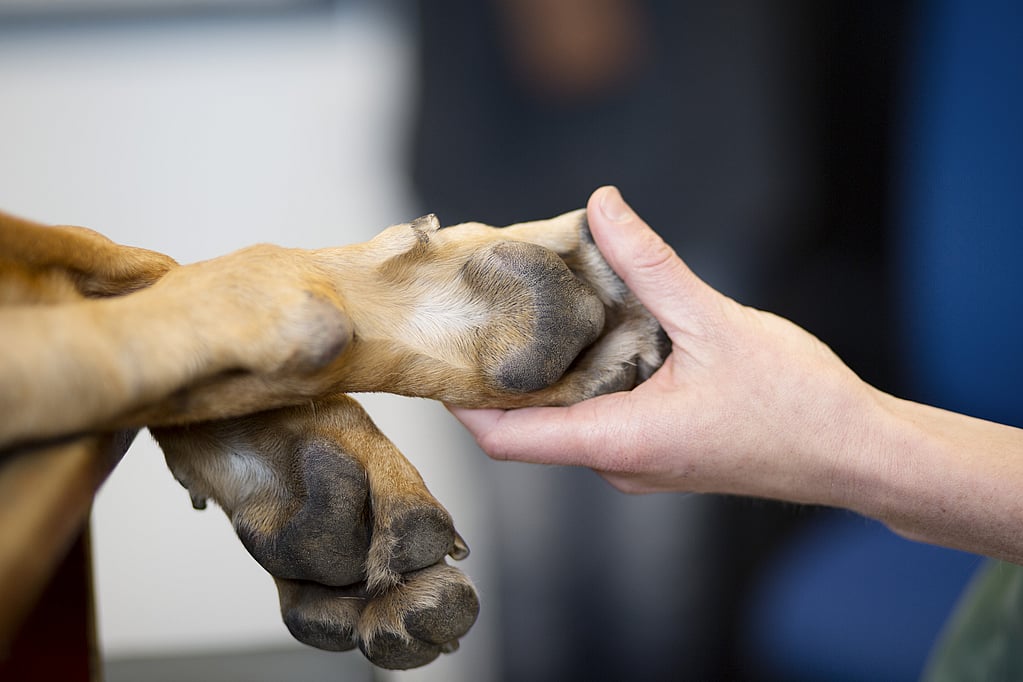 Een hand die de poot van een hond vasthoudt.