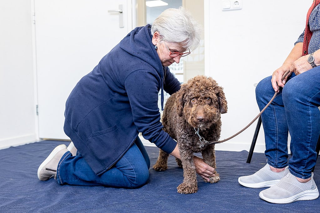 Een persoon die een hond aait.