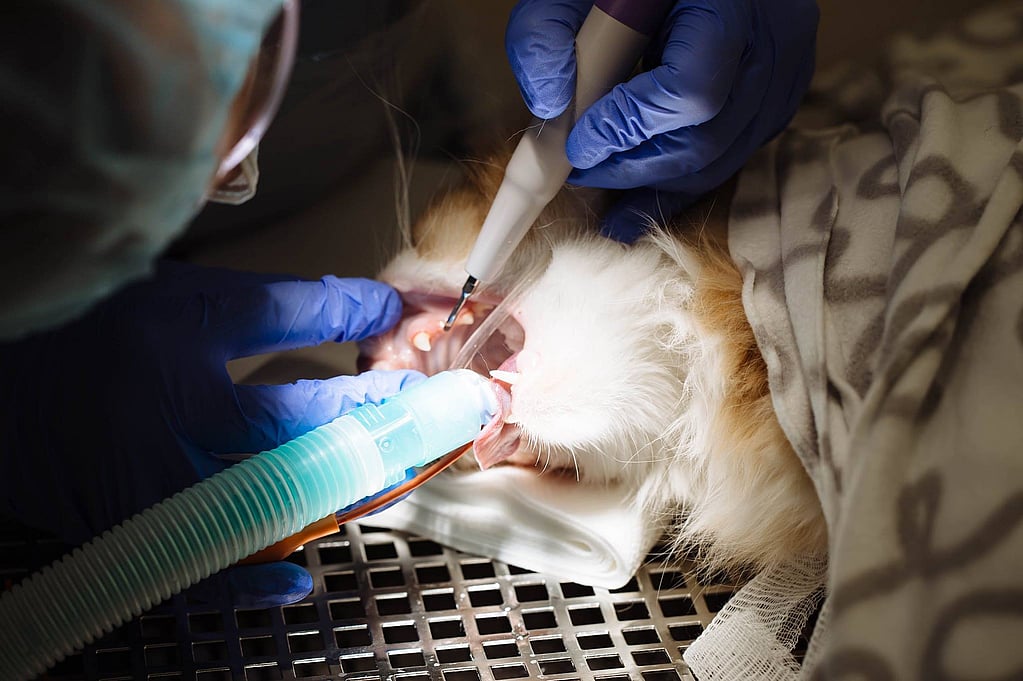 Een persoon die een hulpmiddel gebruikt om het gebit van een kat te controleren.