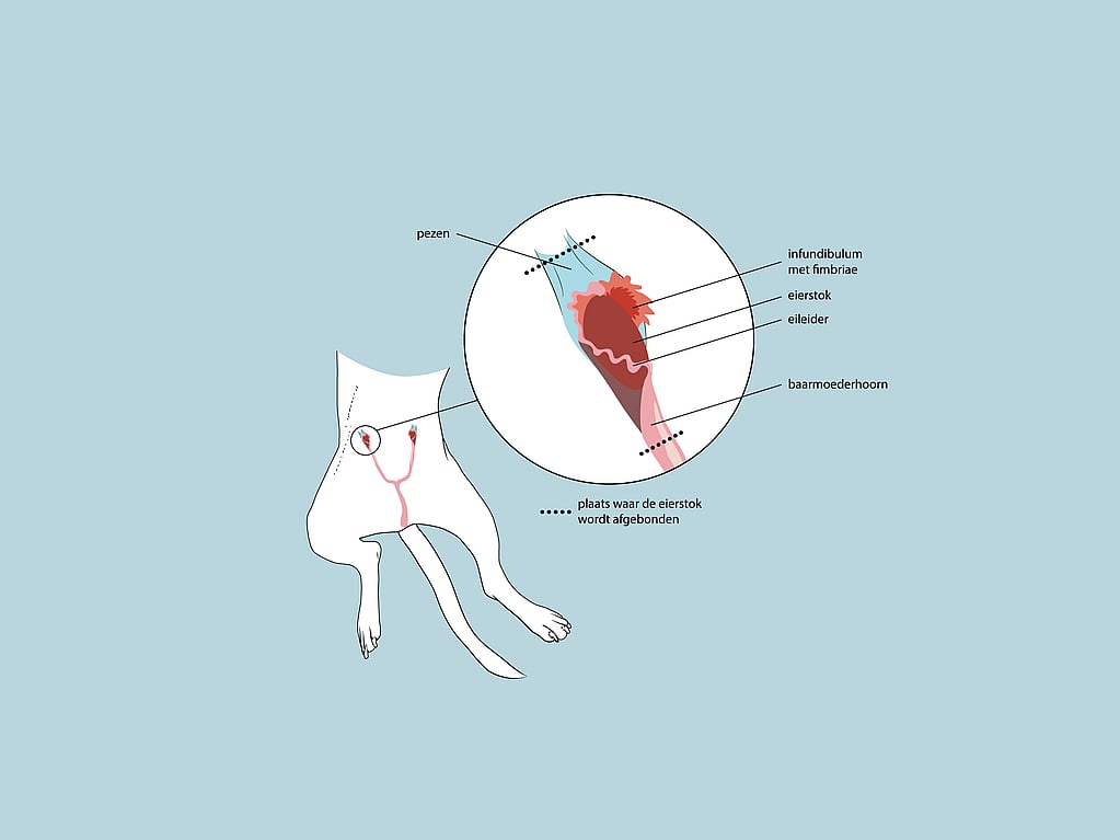 Een diagram van een kat.