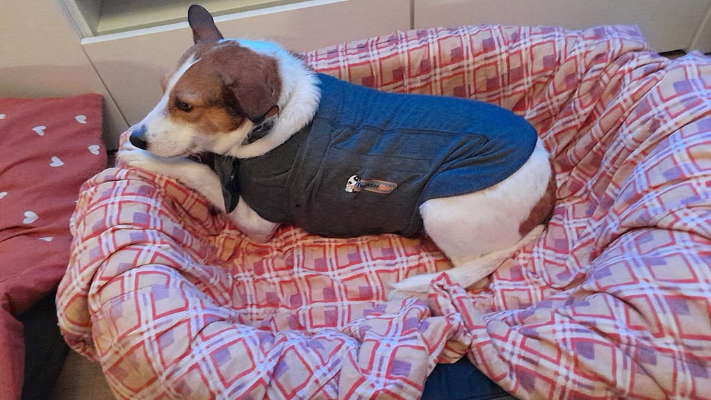 Een hond die een vest draagt.