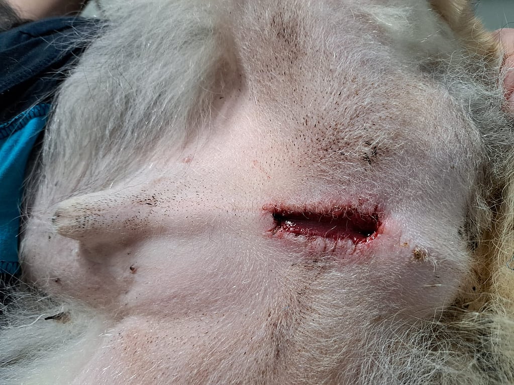 Een close-up van het gezicht van een hond.